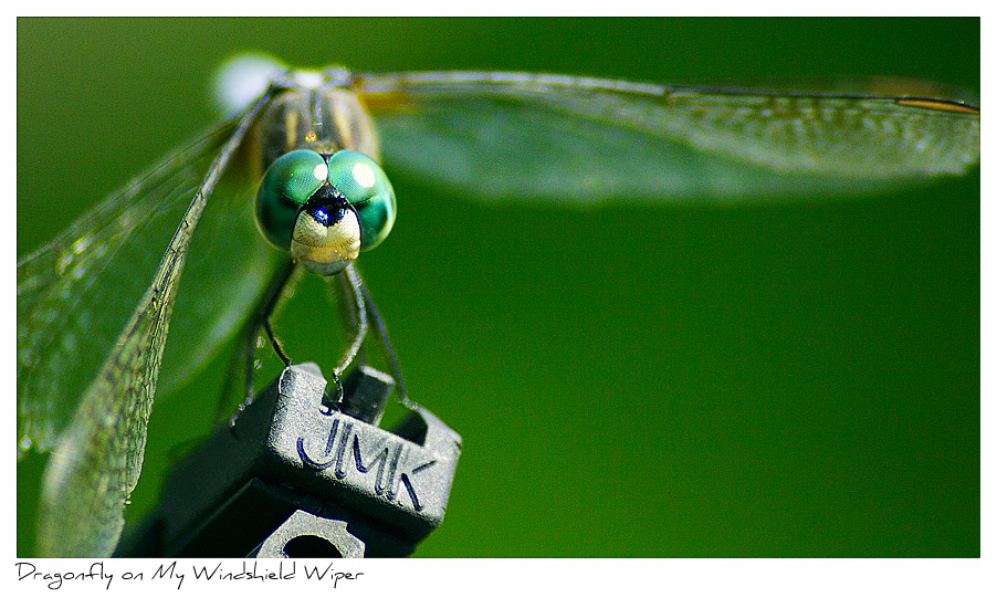 Click to purchase: Dragonfly on Wiper