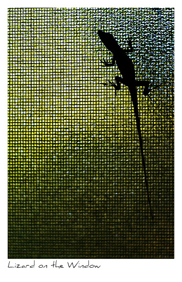 Click to purchase: Lizard on the Window