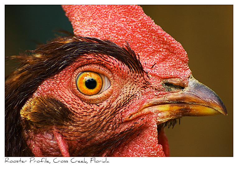 Click to purchase: Rooster Profile, Cross Creek, Florida