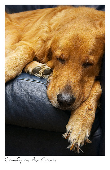 Click to purchase: Comfy on the Couch