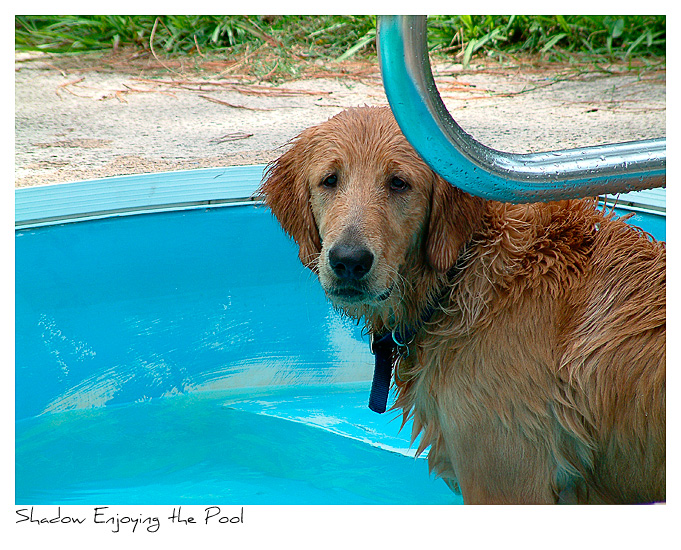 Click to purchase: Enjoying the Pool