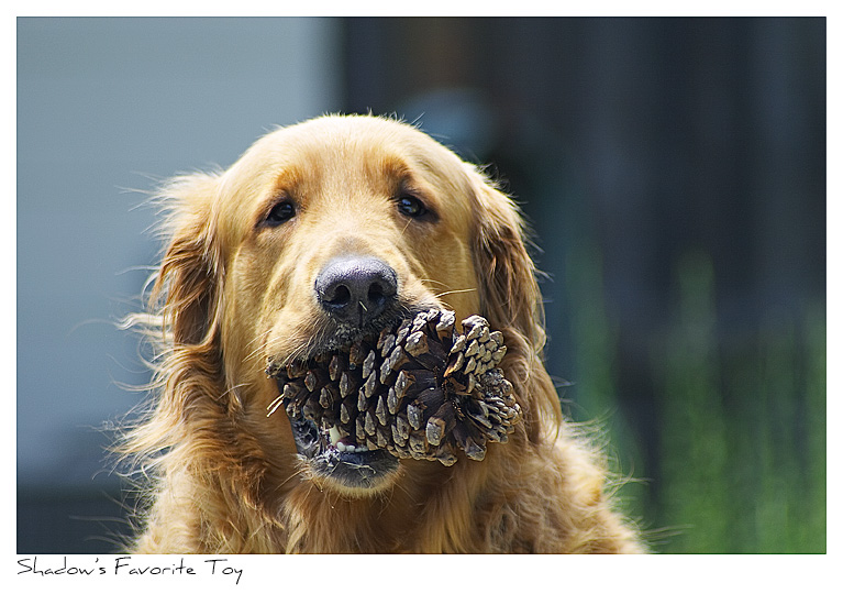 Click to purchase: Shadow's Favorite Toy
