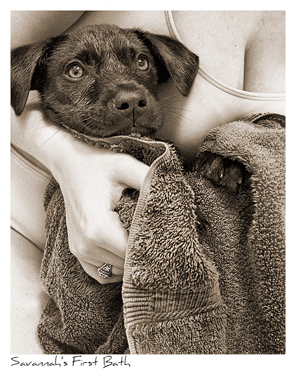 Click to purchase: Savannah's First Bath