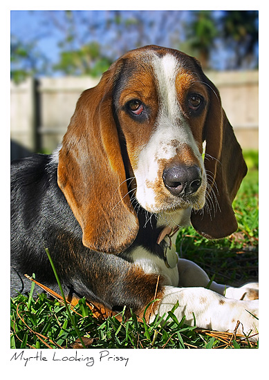 Click to purchase: Myrtle Looking Prissy