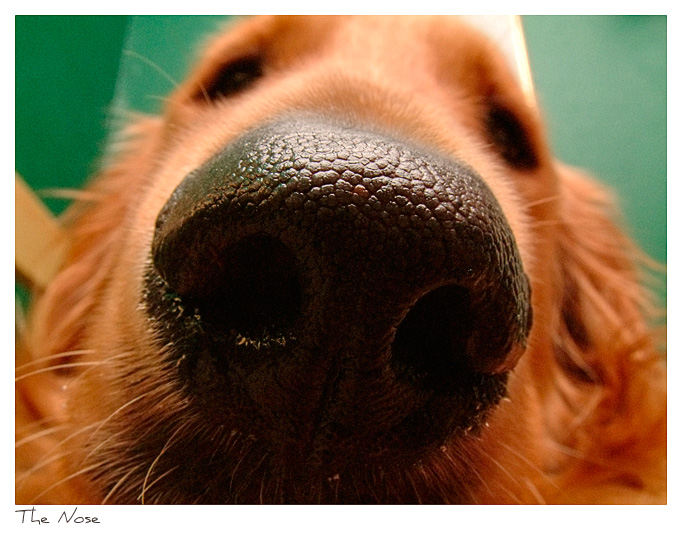 Click to purchase: The Nose